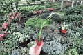 Calathea Zebrina Starter Plants (2-Pack) - Goeppertia zebrina, 2-Inch Size, Bare Root