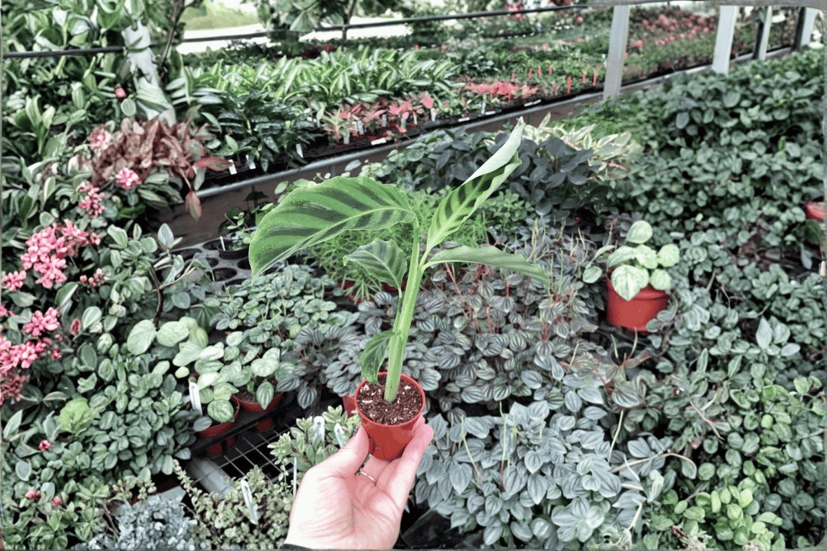Calathea Zebrina Starter Plants (2-Pack) - Goeppertia zebrina, 2-Inch Size, Bare Root