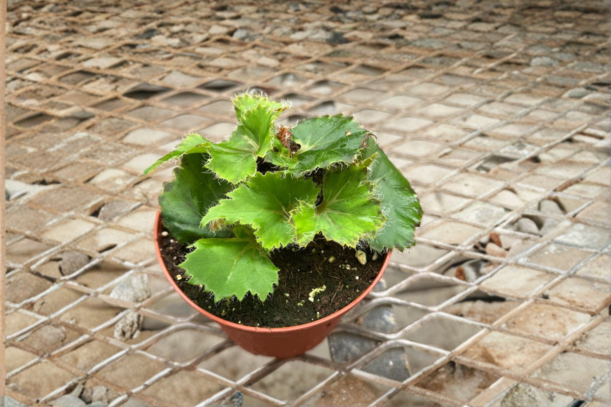 Begonia Oliver Twist Rex Begonia - 4 Inch Live Plant, Rare Variegated Indoor Tropical Houseplant