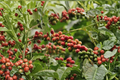 Arabica Coffee Tree Live Plant - 3 ft Potted Coffea arabica (Brazilian Peaberry Moka) no shipping to California