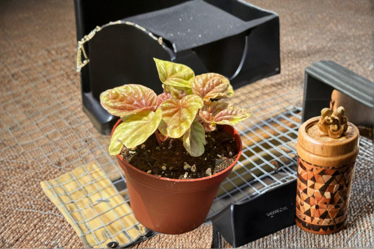 Peperomia Quito Live Plant - 3 Inch Pot, Red Bronze Foliage, Pet Friendly