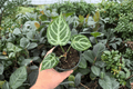 Anthurium Silver Hope x Hoffmanii - 2 Live Plants in 4-Inch Pots