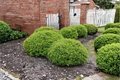 Dwarf Yaupon Holly 3 Gallon Live Plant – Ilex vomitoria Evergreen Shrub for Landscaping