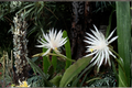 Night Blooming Cereus Epiphyllum oxypetalum - Rooted Live Plant, 4-Inch Pot