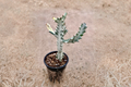 Euphorbia Trigona Ghost Live Plant in 4-Inch Pot | White-Green Succulent