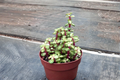 Variegated Elephant Bush Portulacaria afra Live Plant | 3" or 4.5" Rooted Succulent