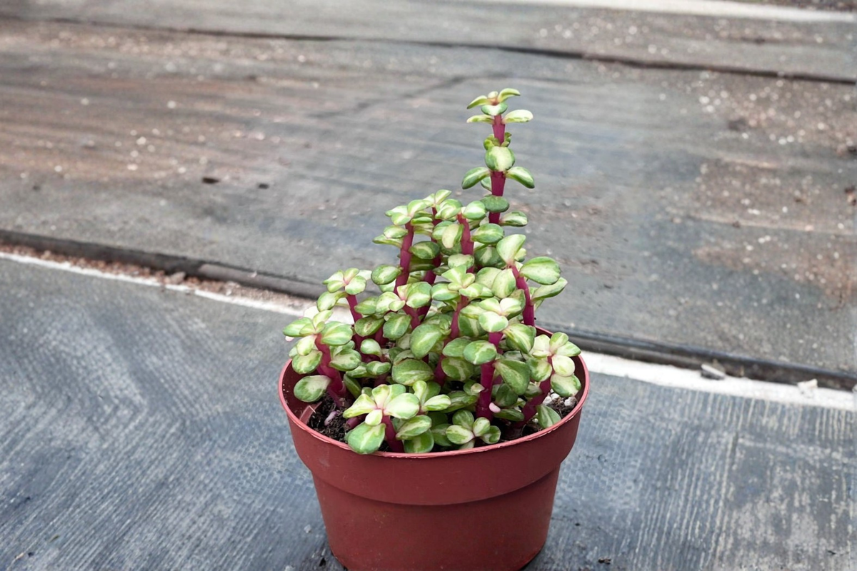 Variegated Elephant Bush Portulacaria afra Live Plant | 3" or 4.5" Rooted Succulent
