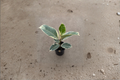 Ficus Tineke Variegated Rubber Plant - 2" Pot, Live Indoor Houseplant