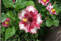 White Red Giant Hibiscus Seeds - 5 Seeds, Hibiscus rosa-sinensis
