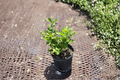 Arabian Jasmine Jasminum sambac Live Plant - 1 Gallon, 6-Inch Pot