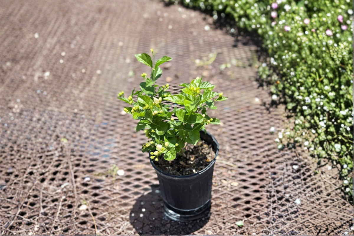 Arabian Jasmine Jasminum sambac Live Plant - 1 Gallon, 6-Inch Pot