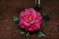 Japanese Camellia ‘Dr. J. C. Raulston’ 1 Gallon Live Plant – Pink Evergreen Shrub