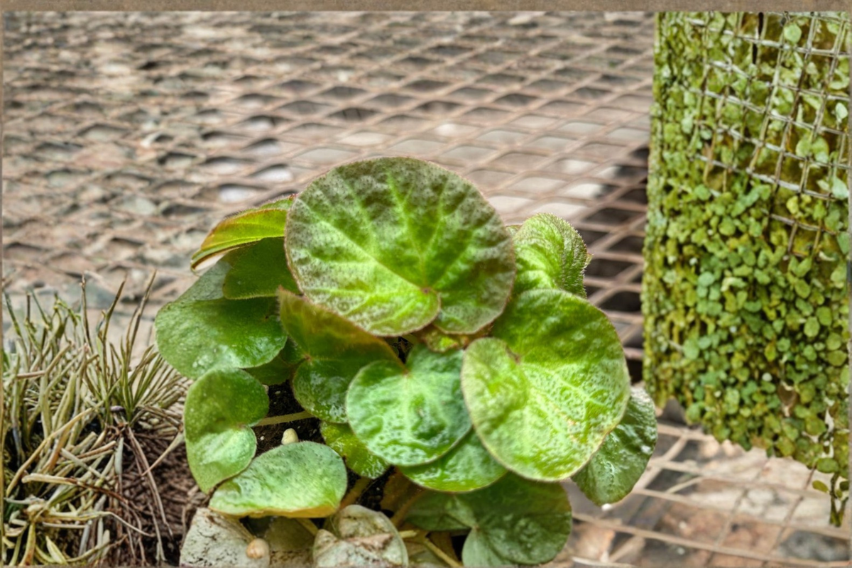 Begonia Manuas Rex Begonia Live Plant, 4 Inch Pot, Red & Green Foliage