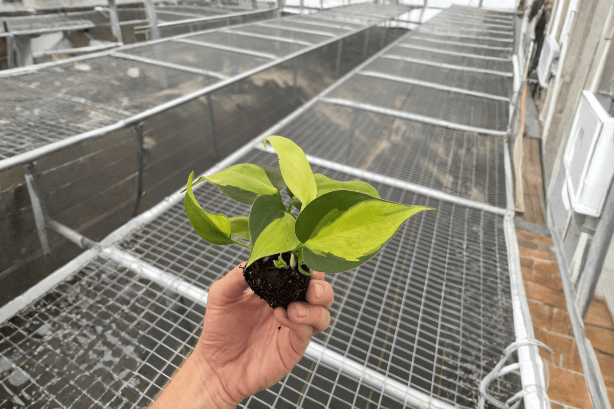 Philodendron Brasil 2 Live Starter Plants (Philodendron hederaceum ‘Brasil’)
