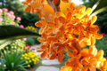 Orange Tea Olive Osmanthus fragrans aurantiacus - 2.5 Qt Live Plant