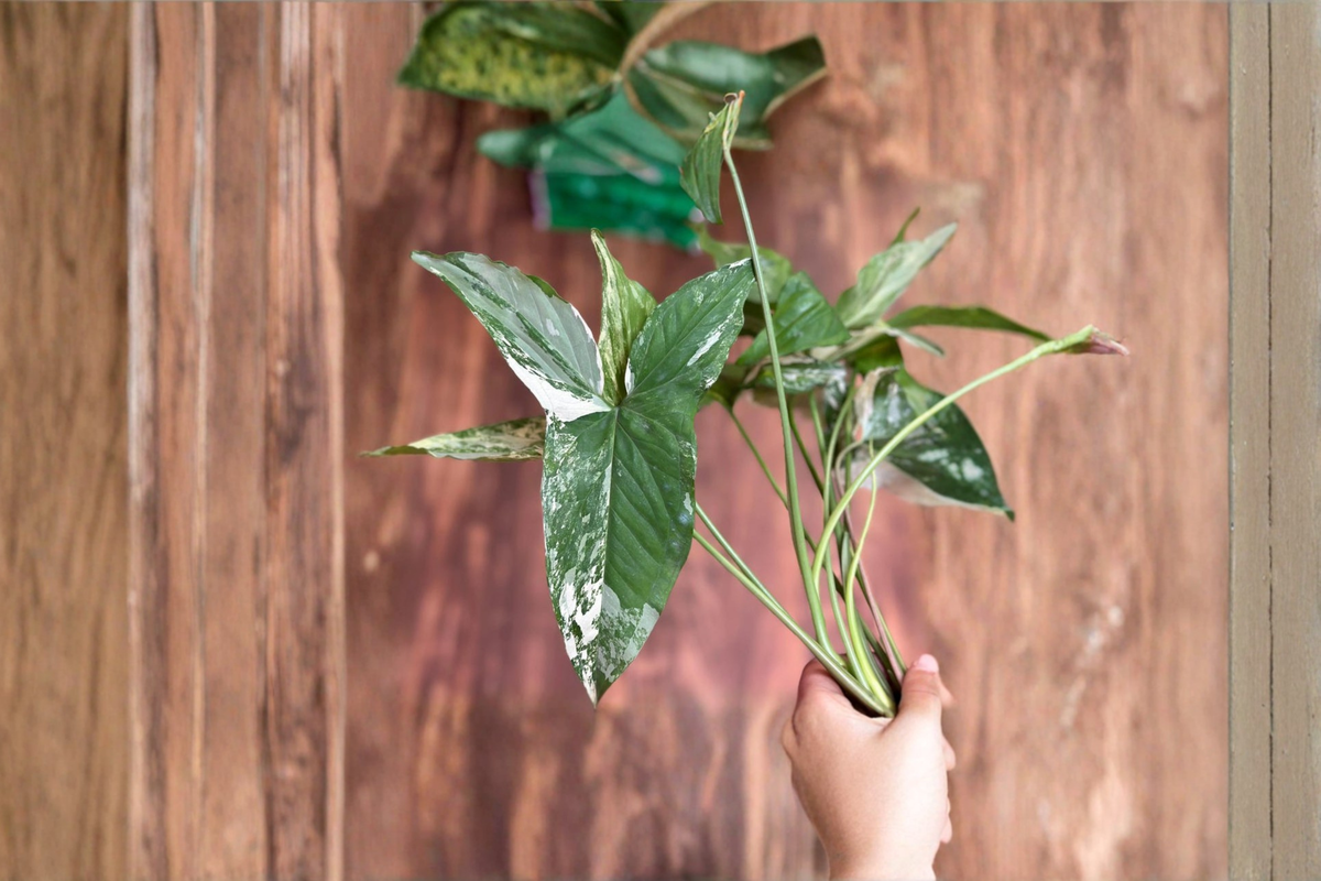 Syngonium Albo Live Plant Cutting | Variegated Arrowhead Tropical Houseplant