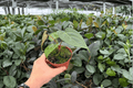 Anthurium Xone × Dressleri - 2 Live 4-Inch Pot Plants