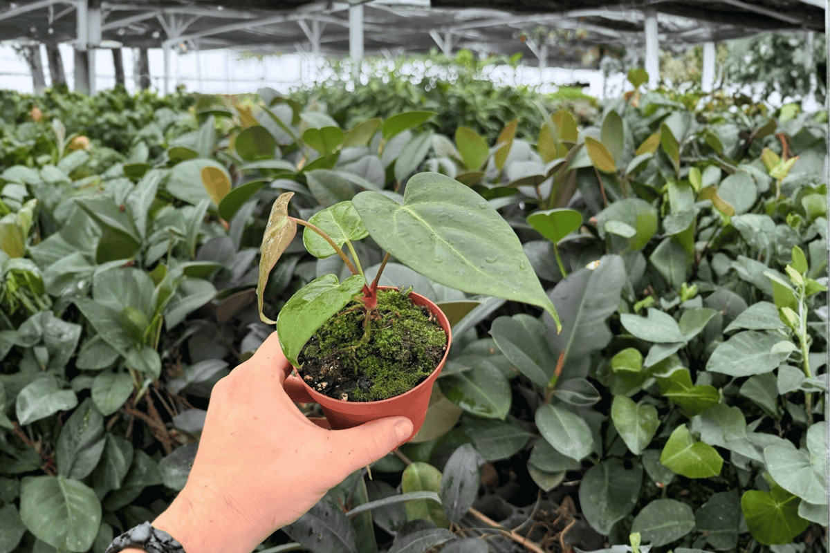 Anthurium Xone × Dressleri - 2 Live 4-Inch Pot Plants