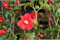Japanese Camellia Adeyaka — 1 Gallon Live Plant | Camellia japonica Red Evergreen Shrub