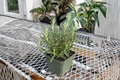 Organic Rosemary Live Plant - 4 Inch Rooted Rosemary Herb Plant for Indoor/Outdoor Kitchen Garden