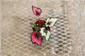 Begonia Red Robin Rex Begonia - 4" Live Plant, Indoor Tropical Houseplant