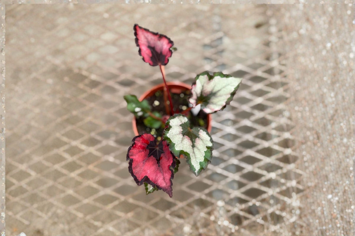 Begonia Red Robin Rex Begonia - 4" Live Plant, Indoor Tropical Houseplant
