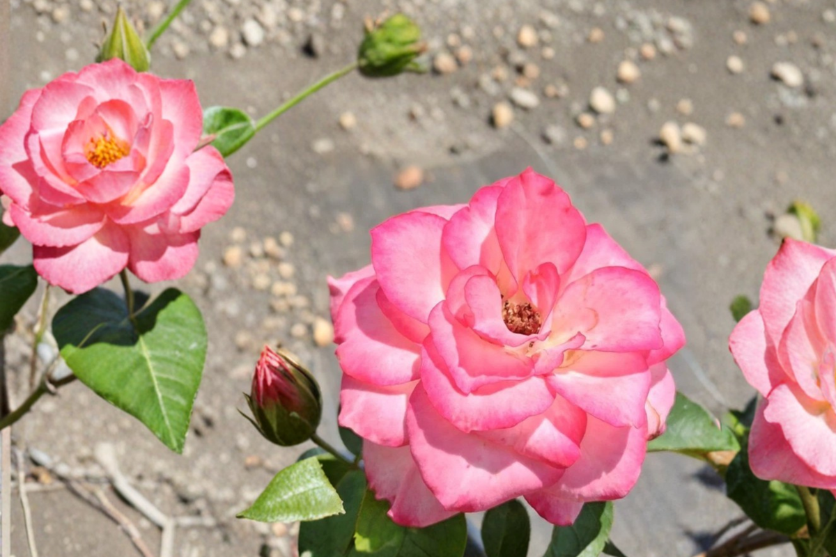 Nichole Floribunda Rose 2 Gal Live Plant - White Pink Everblooming Shrub