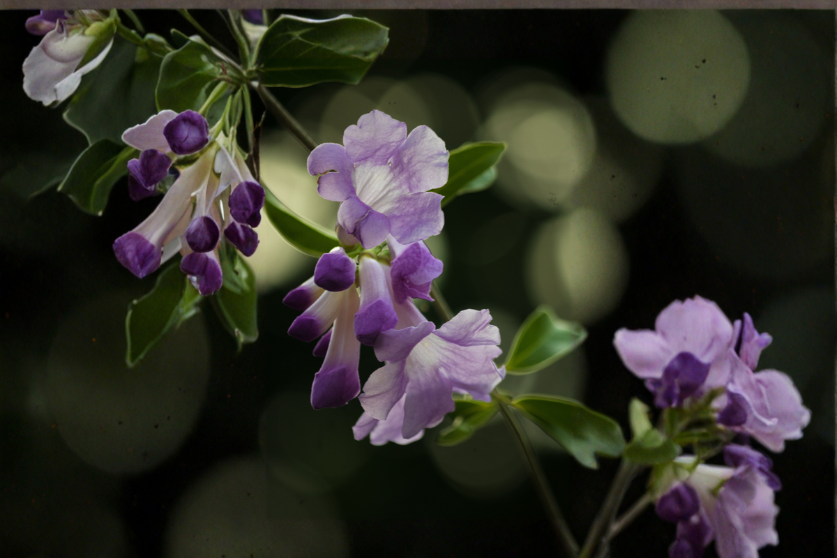 Garlic Vine Live Starter Plant Mansoa alliacea - Purple Trumpet Flowers