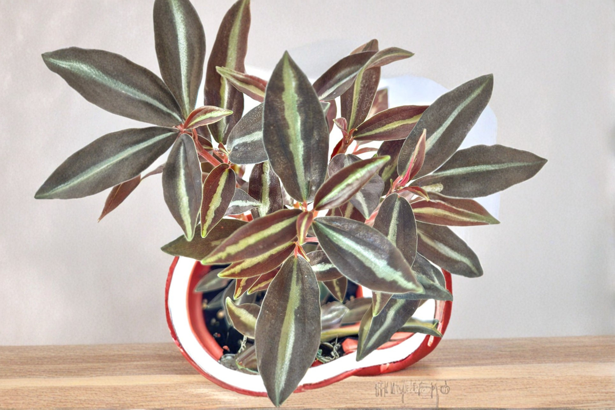 Peperomia Metallica Live Plant - Rooted 4-Inch Pot