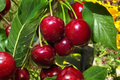 Lapins Cherry Tree Seeds - 5 Seed Pack for Outdoor Garden or Container Growing
