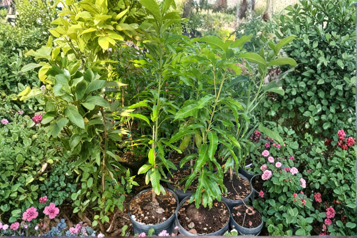 Kent Mango Tree - Grafted Live Plant in 3 Gallon Pot, Mangifera indica