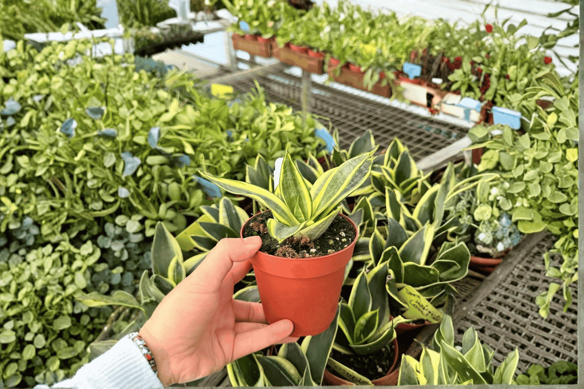 Golden Hahnii Snake Plant (Dracaena trifasciata) - 2 Live Plants in 4-Inch Pots