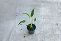 Monstera Burle Marx Flame Live Starter Plant – 3–4 Inch Rooted Cut
