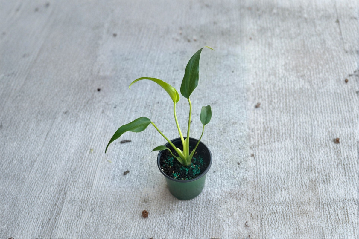 Monstera Burle Marx Flame Live Starter Plant – 3–4 Inch Rooted Cut