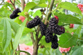 Illinois Everbearing Mulberry, 1 Gallon Live Plant | Fruit Bearing Tree 3-4 ft