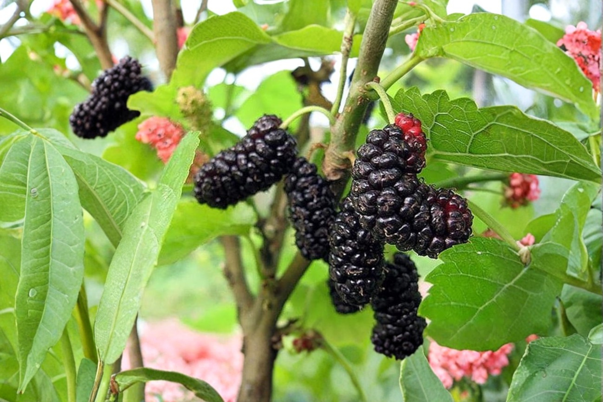 Illinois Everbearing Mulberry, 1 Gallon Live Plant | Fruit Bearing Tree 3-4 ft