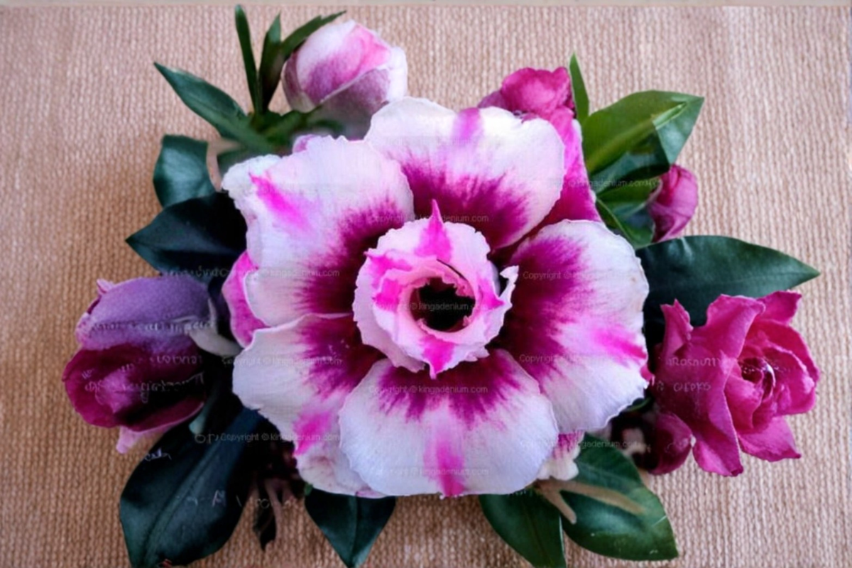 Triple Crown Desert Rose Seeds (Adenium obesum) - 10 Seeds for Indoor or Outdoor Growing