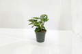 Monstera Adansonii Swiss Cheese Plant Live rooted cutting in 2" or 4" pot