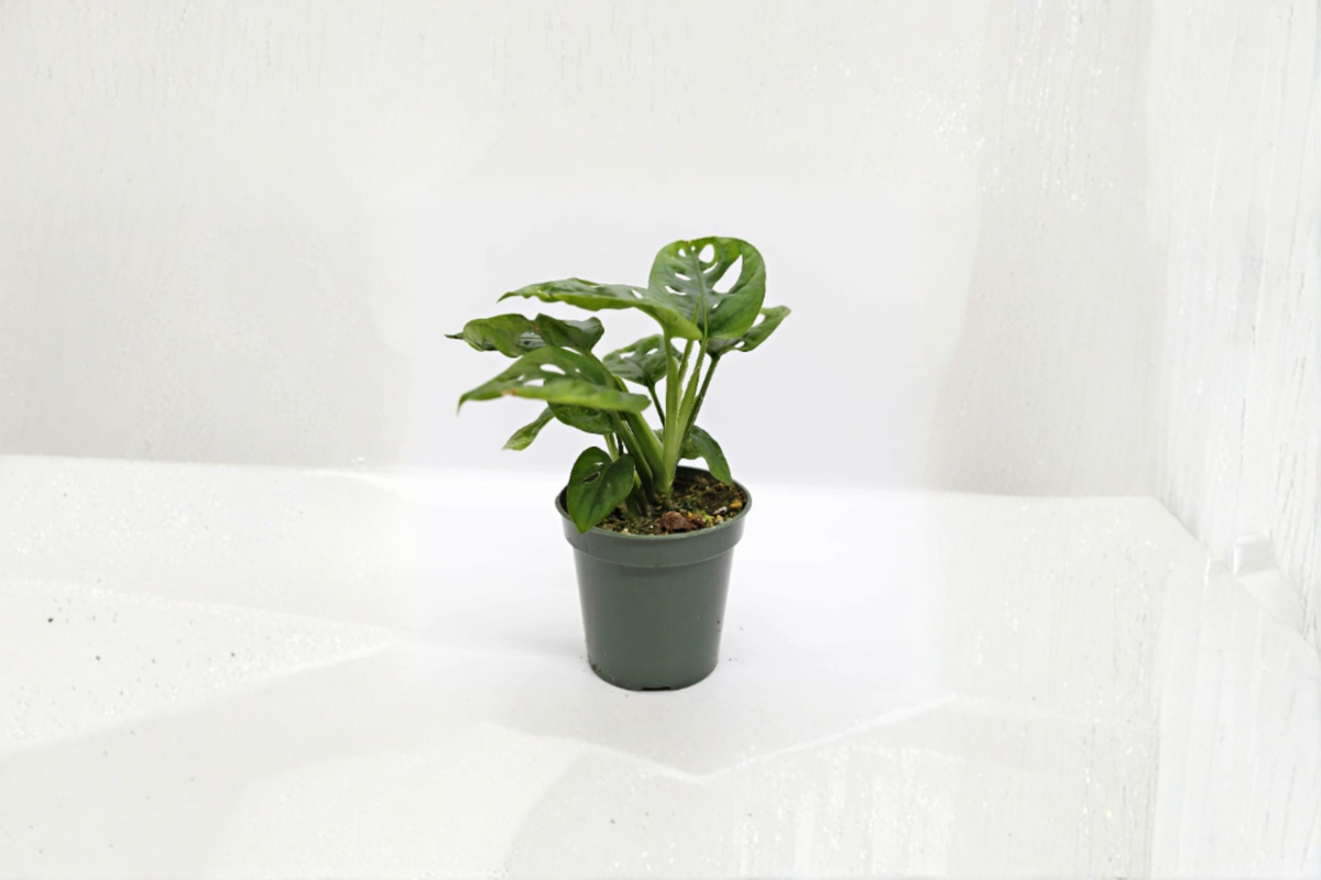Monstera Adansonii Swiss Cheese Plant Live rooted cutting in 2" or 4" pot