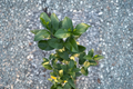 Eureka Lemon Tree - Live Grafted Citrus, 5-Inch Pot