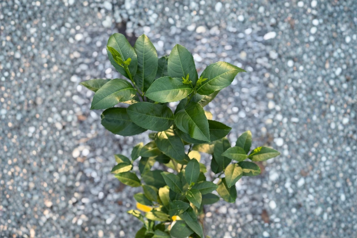 Key Lime Tree - Grafted Citrus (5 In Pot) Live Plant, Edible Fruit