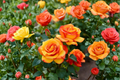 Pinata Climbing Rose Rosa 'Piñata' - 2 Gal Live Plant