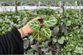 Anthurium Dorayaki x MBR | 2 Exact Live Plants in 4-Inch Pots