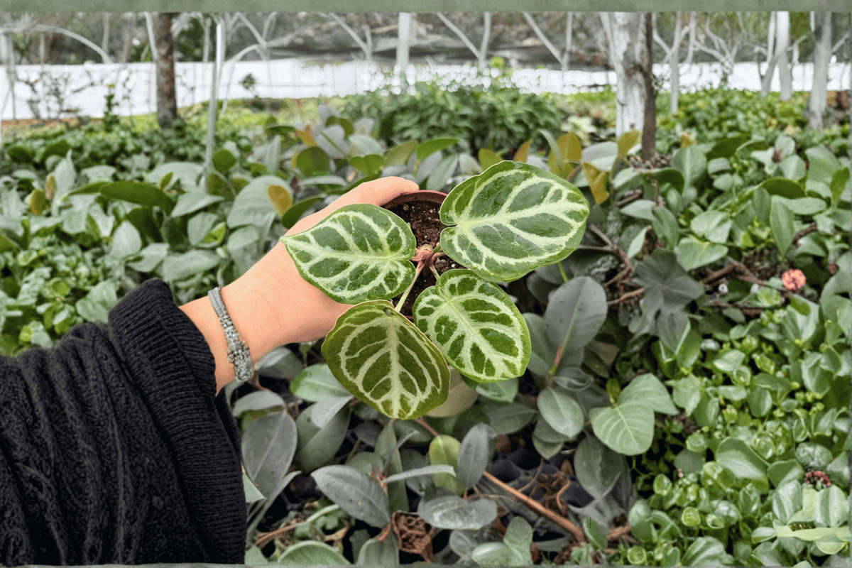 Anthurium Dorayaki x MBR | 2 Exact Live Plants in 4-Inch Pots