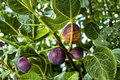 Brown Turkey Fig Tree - Air Layered Live Plant, ~2 ft, Ready to Fruit
