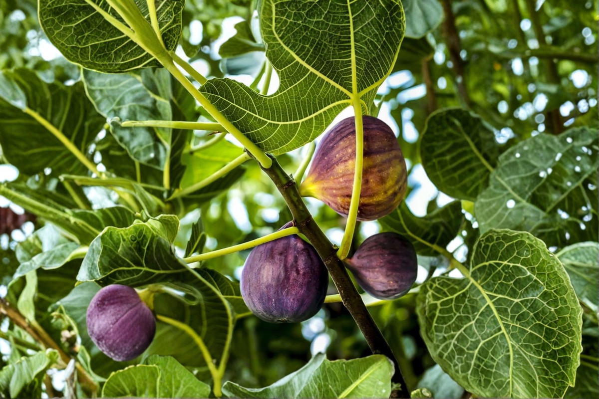 Brown Turkey Fig Tree - Air Layered Live Plant, ~2 ft, Ready to Fruit