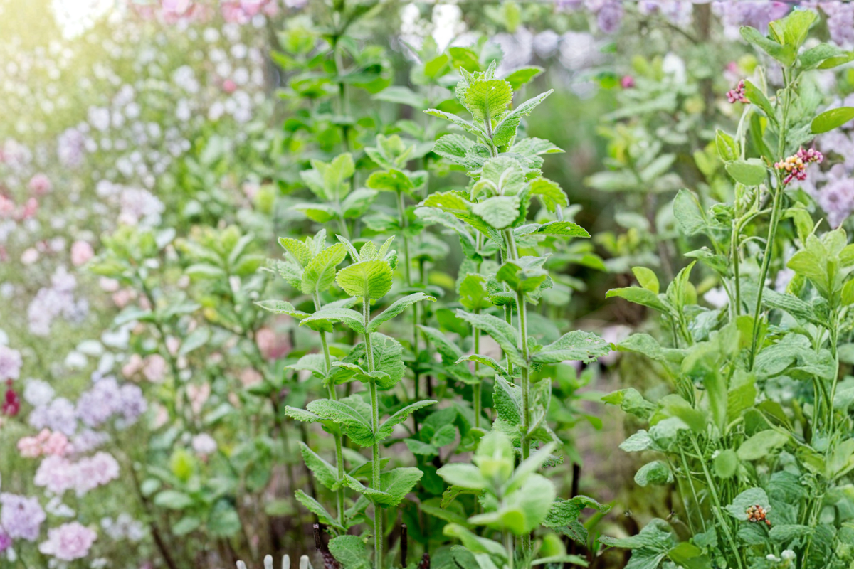 Wrigley's Spearmint Live Rooted Plants (Mentha spicata) - 2 Live Starter Plants, 4–6"