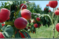 Denman Peach Tree 4-6 ft Live Plant – Prunus persica, Self-Fertile, Full Sun