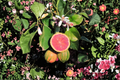 Variegated Pink Lemon Tree Live Plant - 5 Inch Pot Citrus Limon Eureka Variegata grafted