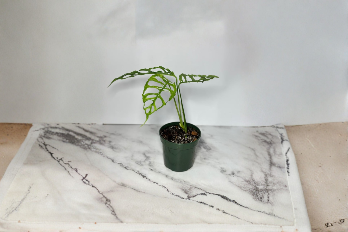 Monstera Obliqua Peru Live Starter Plant – Rooted Cutting with Fenestrated Leaves
